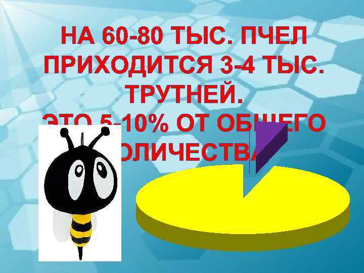 НА 60 -80 ТЫС. ПЧЕЛ ПРИХОДИТСЯ 3 -4 ТЫС. ТРУТНЕЙ. ЭТО 5 -10% ОТ