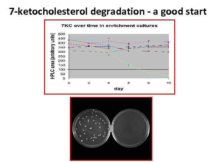 7 -ketocholesterol degradation - a good start 