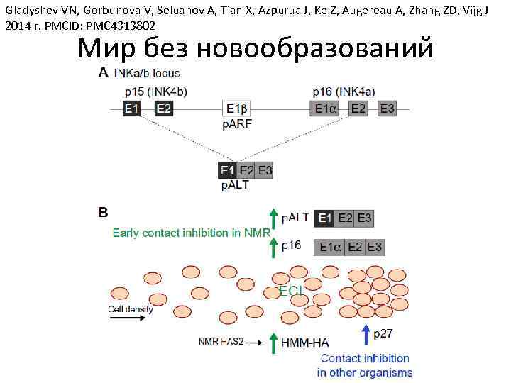 Gladyshev VN, Gorbunova V, Seluanov A, Tian X, Azpurua J, Ke Z, Augereau A,