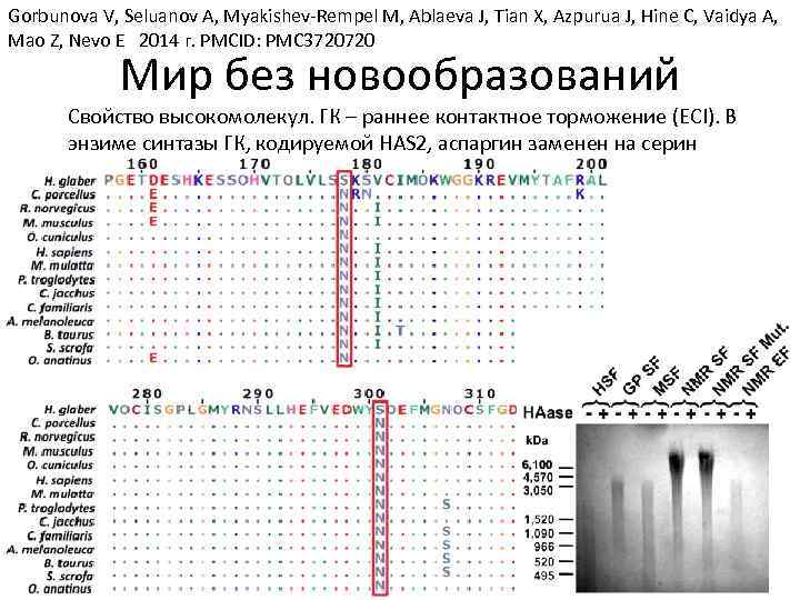 Gorbunova V, Seluanov A, Myakishev-Rempel M, Ablaeva J, Tian X, Azpurua J, Hine C,