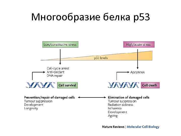 Многообразие белка p 53 