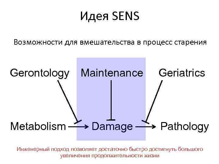 Идея SENS Возможности для вмешательства в процесс старения Gerontology Maintenance Geriatrics Metabolism Damage Pathology