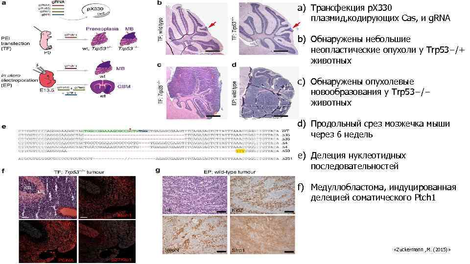 a) Трансфекция p. X 330 плазмид, кодирующих Cas, и g. RNA b) Обнаружены небольшие