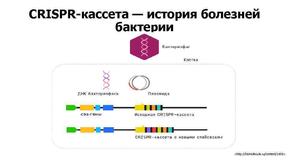 Биохимия и микробиология. CRISPR кассета. CRISPR-CAS системы бактерий строение функции в микробиологии. Микробиология CRISPR/CAS системы бактерий. CRISPR структура.