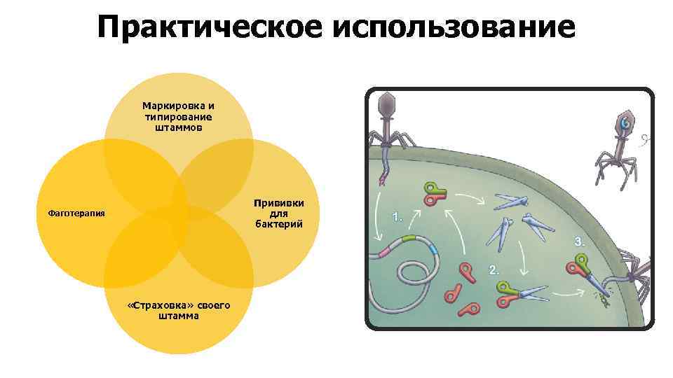 Практическое использование Маркировка и типирование штаммов Прививки для бактерий Фаготерапия «Страховка» своего штамма 