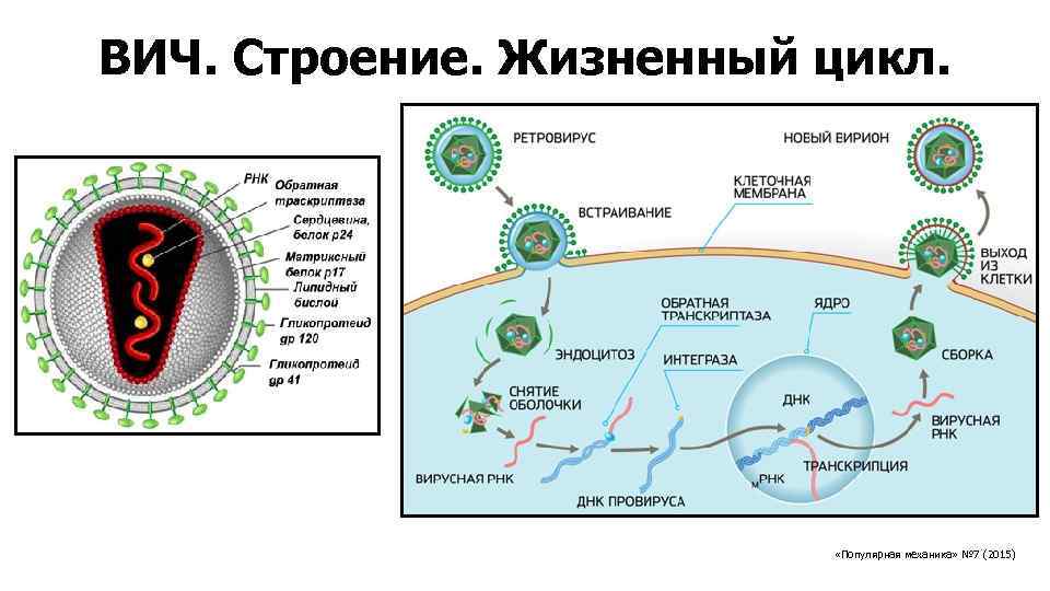 ВИЧ. Строение. Жизненный цикл. «Популярная механика» № 7 (2015) 