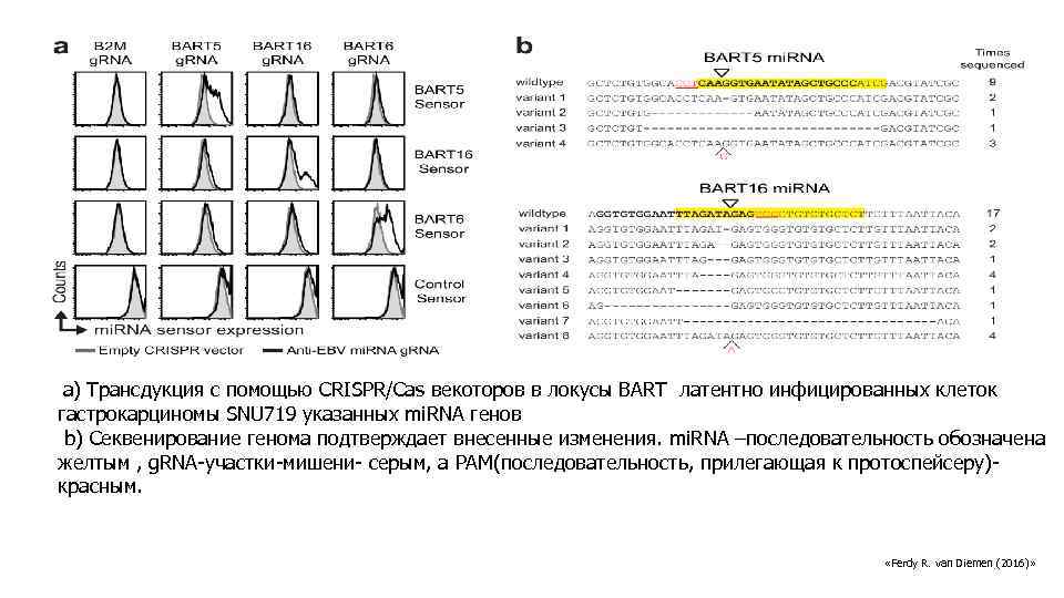 а) Трансдукция с помощью CRISPR/Cas векоторов в локусы BART латентно инфицированных клеток гастрокарциномы SNU
