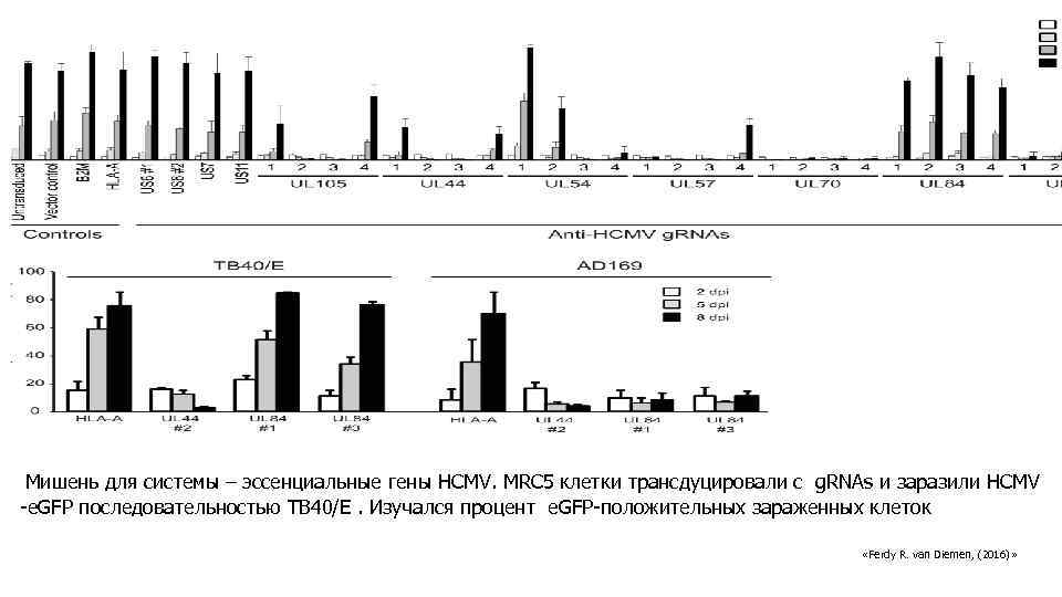 Мишень для системы – эссенциальные гены HCMV. MRC 5 клетки трансдуцировали с g. RNAs