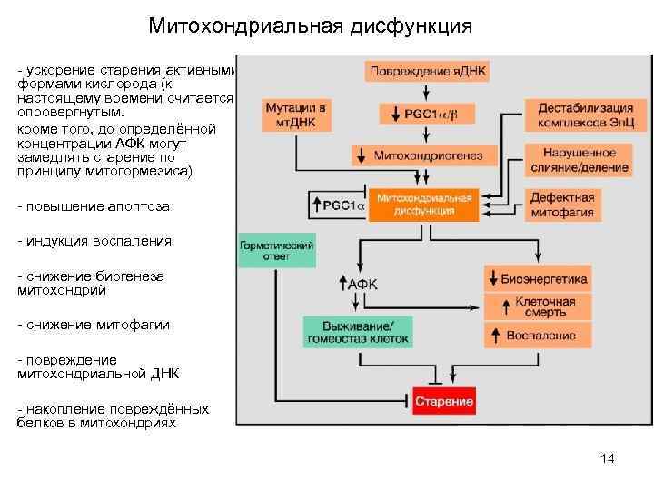 Митохондриальная дисфункция - ускорение старения активными формами кислорода (к настоящему времени считается опровергнутым. кроме