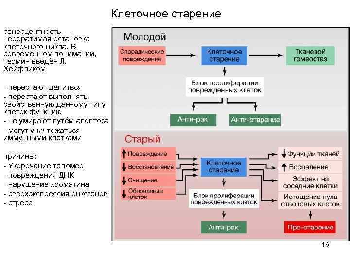 Клеточное старение сенесцентность — необратимая остановка клеточного цикла. В современном понимании, термин введён Л.