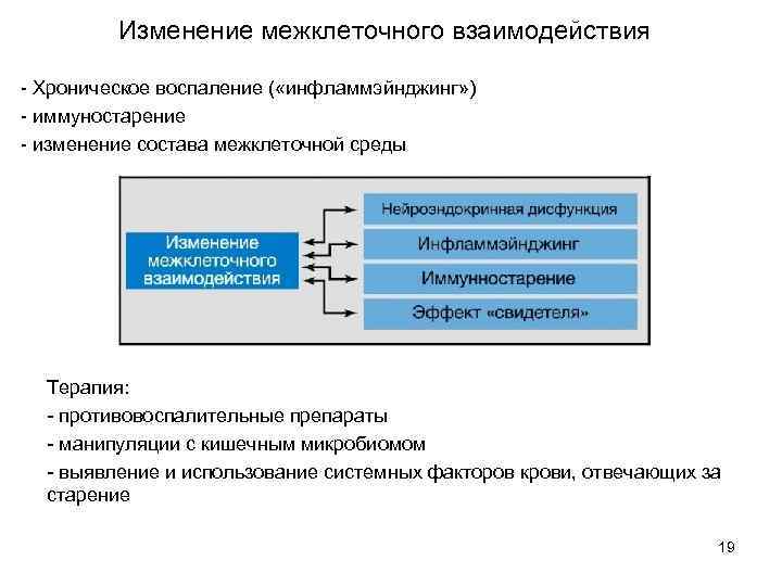 Изменение межклеточного взаимодействия - Хроническое воспаление ( «инфламмэйнджинг» ) - иммуностарение - изменение состава