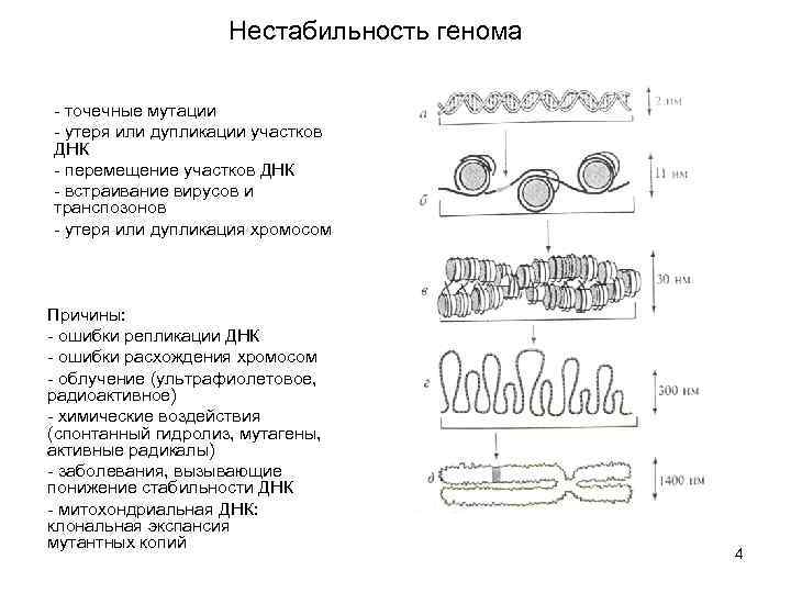 Молекулярные механизмы старения презентация