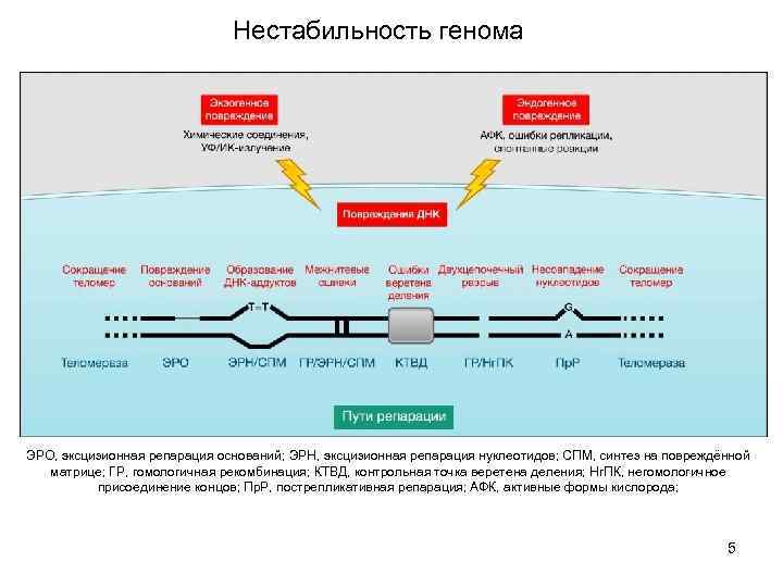 Нестабильность генома ЭРО, эксцизионная репарация оснований; ЭРН, эксцизионная репарация нуклеотидов; СПМ, синтез на повреждённой