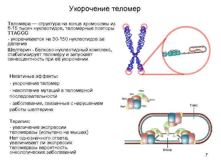 Укорочение теломер Теломера — структура на конце хромосомы из 8 -15 тысяч нуклеотидов, теломерные