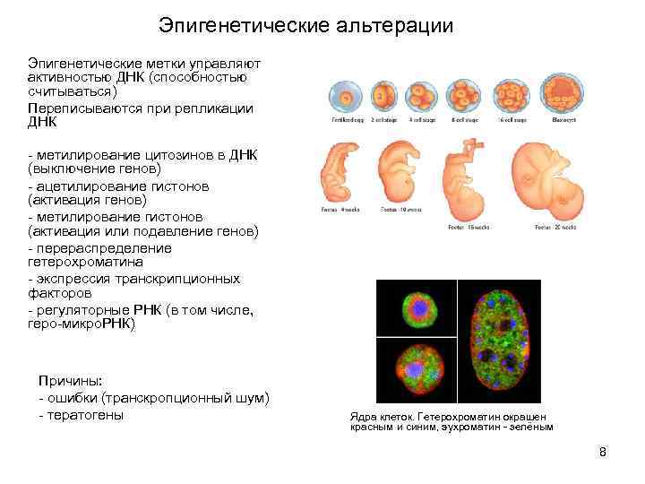 Эпигенетические альтерации Эпигенетические метки управляют активностью ДНК (способностью считываться) Переписываются при репликации ДНК -