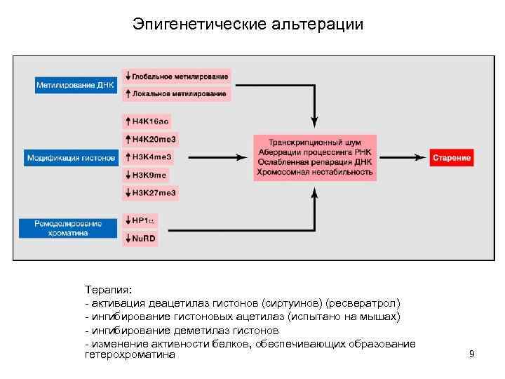 Эпигенетические альтерации Терапия: - активация деацетилаз гистонов (сиртуинов) (ресвератрол) - ингибирование гистоновых ацетилаз (испытано