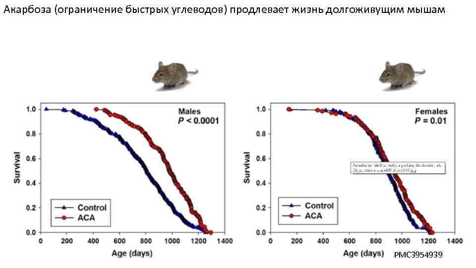 Акарбоза (ограничение быстрых углеводов) продлевает жизнь долгоживущим мышам PMC 3954939 