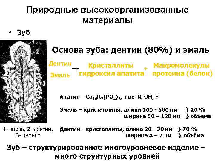 Природные высокоорганизованные материалы • Зуб Основа зуба: дентин (80%) и эмаль Дентин Эмаль Кристаллиты