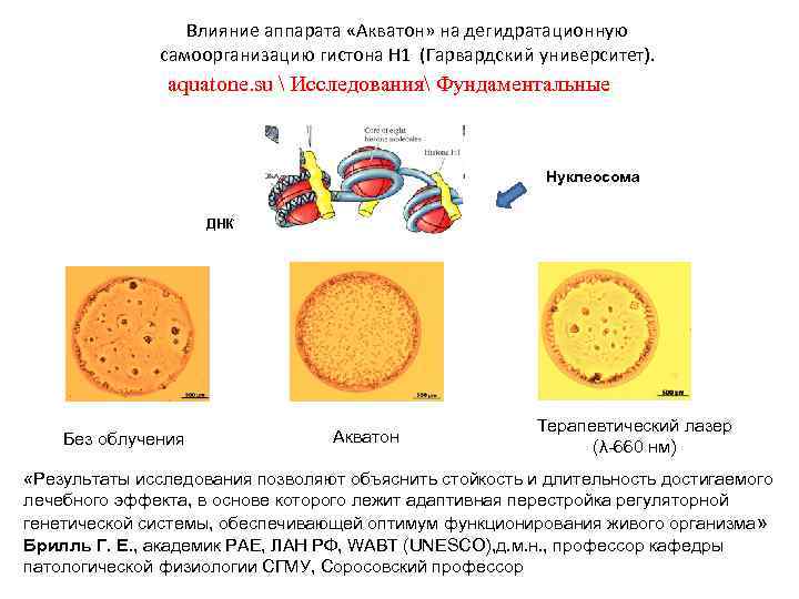 Влияние аппарата «Акватон» на дегидратационную самоорганизацию гистона Н 1 (Гарвардский университет). aquatone. su 