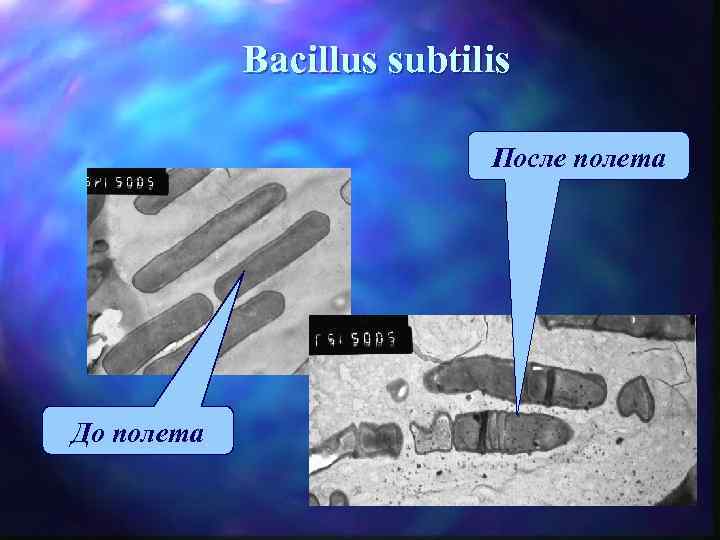  Bacillus subtilis После полета До полета 