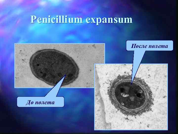 Penicillium expansum После полета До полета 