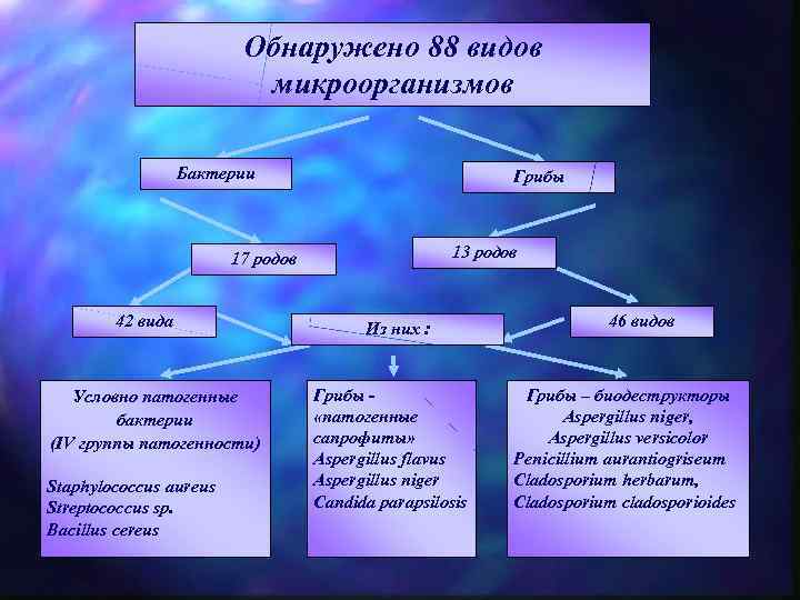 Обнаружено 88 видов микроорганизмов Бактерии Грибы 13 родов 17 родов 42 вида Условно патогенные