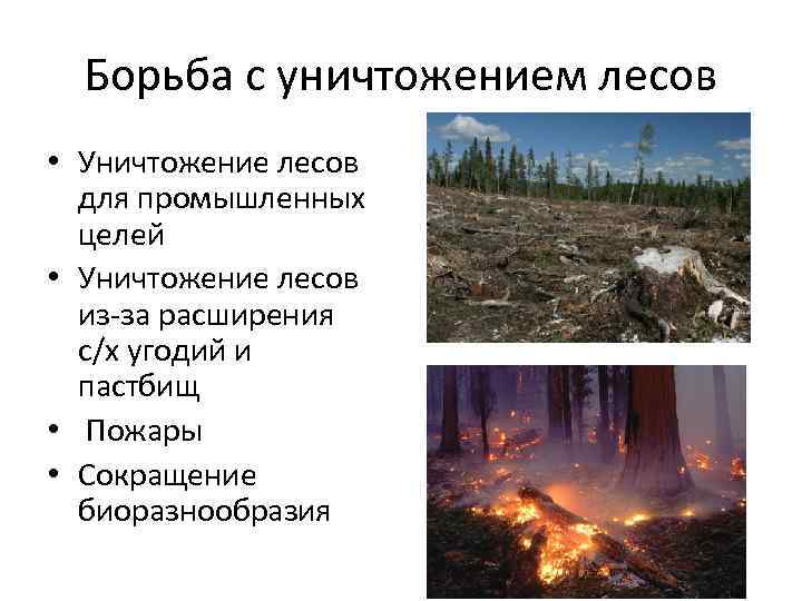 Цель уничтожена. Уничтожение лесов факторы влияния. Уничтожение лесов пути решения. Истребление лесов и сокращение биоразнообразия. Решение проблемы уничтожения лесов.