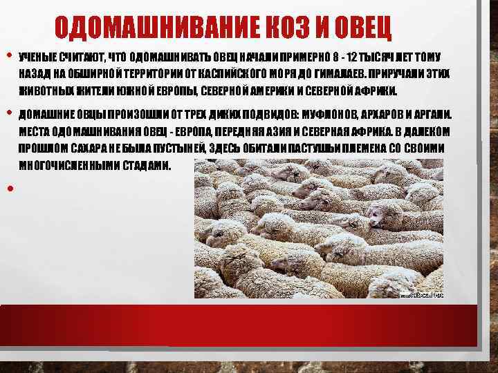 ОДОМАШНИВАНИЕ КОЗ И ОВЕЦ • УЧЕНЫЕ СЧИТАЮТ, ЧТО ОДОМАШНИВАТЬ ОВЕЦ НАЧАЛИ ПРИМЕРНО 8 -