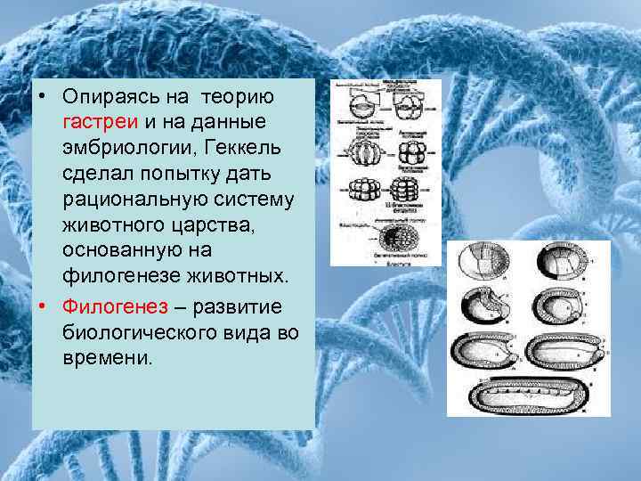  • Опираясь на теорию гастреи и на данные эмбриологии, Геккель сделал попытку дать