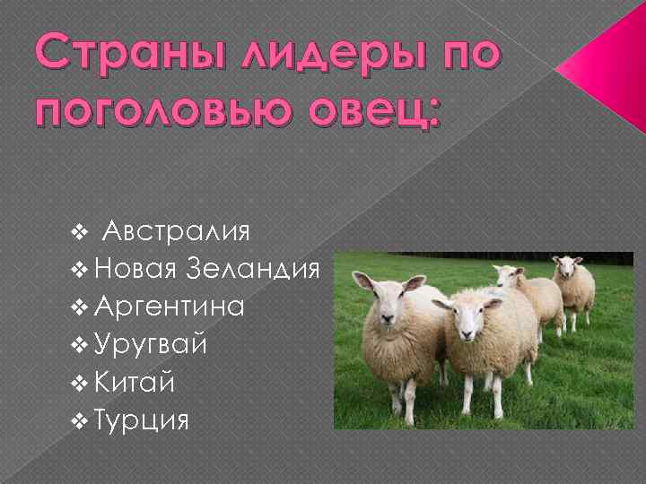 Страны лидеры по поголовью овец: v Австралия v Новая Зеландия v Аргентина v Уругвай