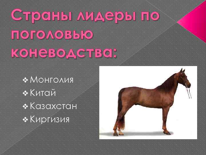Страны лидеры по поголовью коневодства: v Монголия v Китай v Казахстан v Киргизия 