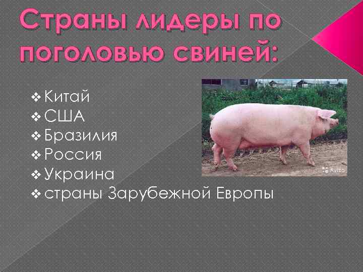 Страны лидеры по поголовью свиней: v Китай v США v Бразилия v Россия v
