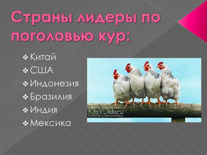 Страны лидеры по поголовью кур: v Китай v США v Индонезия v Бразилия v