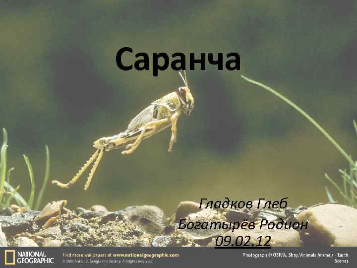 Саранча Гладков Глеб Богатырёв Родион 09. 02. 12 