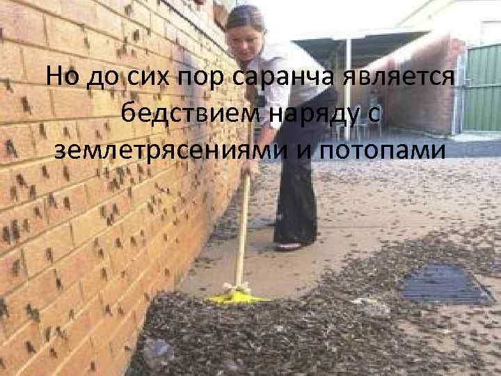 Но до сих пор саранча является бедствием наряду с землетрясениями и потопами 