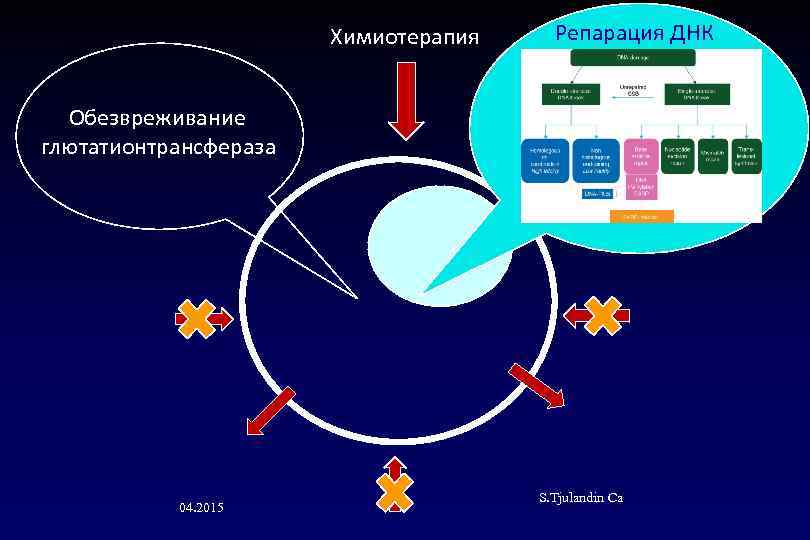 Химиотерапия Репарация ДНК Обезвреживание глютатионтрансфераза 04. 2015 S. Tjulandin Са 