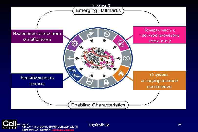 Figure 3 Изменение клеточного метаболизма Толерантность к противоопухолевому иммунитету Нестабильность генома Опухольассоциированное воспаление 04.