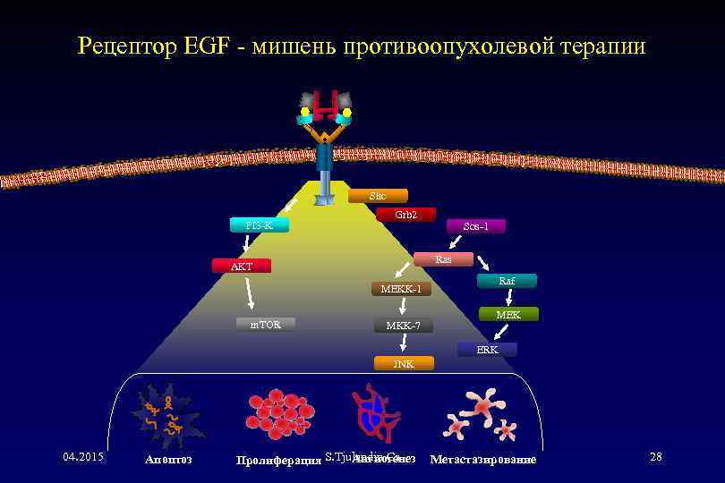 Рецептор EGF - мишень противоопухолевой терапии Shc PI 3 -K Grb 2 Sos-1 Ras