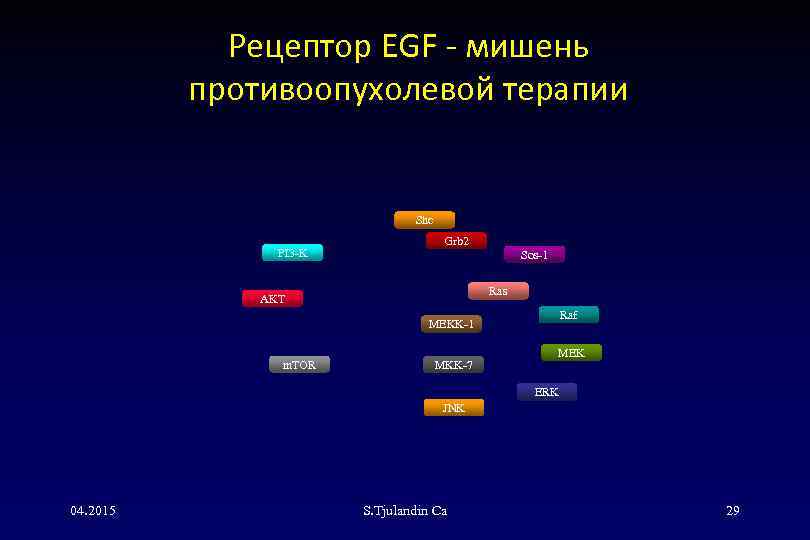 Рецептор EGF - мишень противоопухолевой терапии Shc PI 3 -K Grb 2 Sos-1 Ras