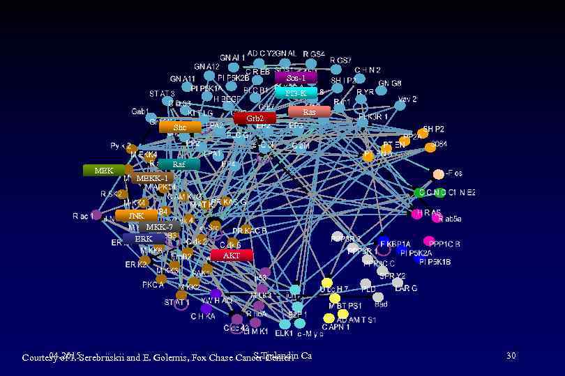 Sos-1 PI 3 -K Grb 2 Shc MEK Ras Raf MEKK-1 JNK MKK-7 ERK