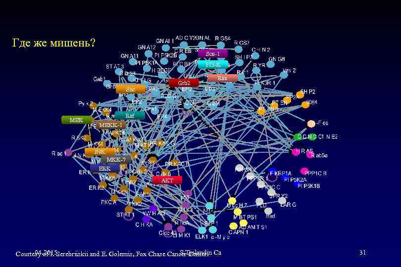 Где же мишень? Sos-1 PI 3 -K Grb 2 Shc MEK Ras Raf MEKK-1