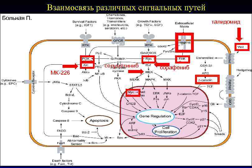 Взаимосвязь различных сигнальных путей Больная П. талидомид селуметиниб МК-226 04. 2015 S. Tjulandin Са