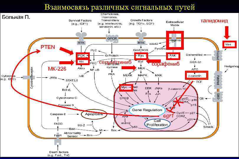 Взаимосвязь различных сигнальных путей Больная П. талидомид PTEN селуметиниб МК-226 сорафениб egr 1 04.