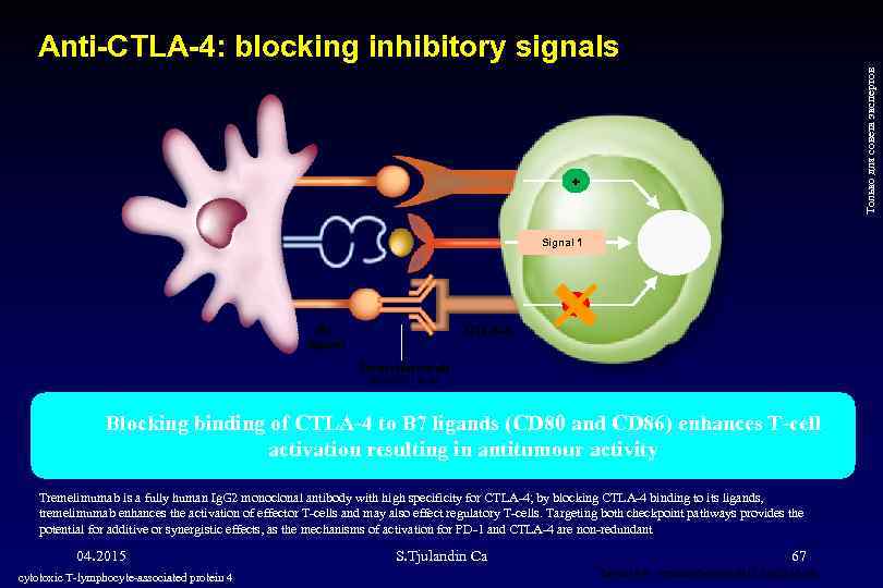 Только для совета экспертов Anti-CTLA-4: blocking inhibitory signals + Signal 1 − CTLA-4 B
