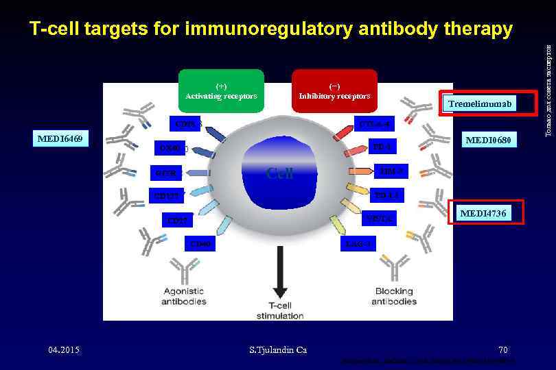 (+) Activating receptors (−) Inhibitory receptors CTLA-4 CD 28 MEDI 6469 PD-1 OX 40