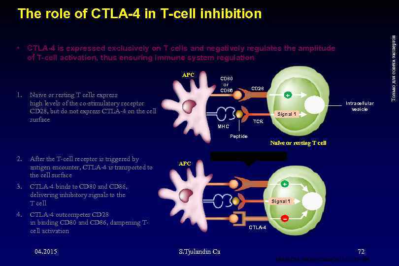  • CTLA-4 is expressed exclusively on T cells and negatively regulates the amplitude