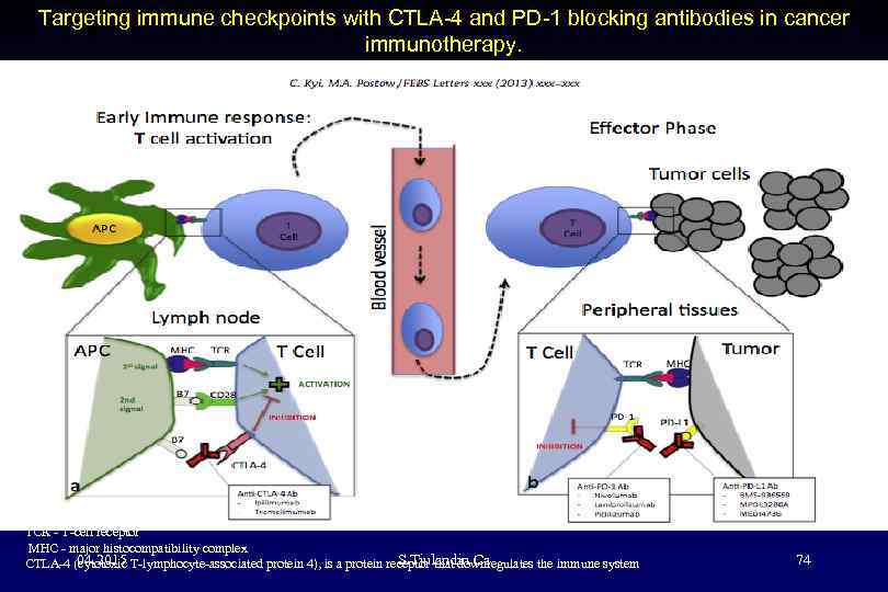Только для совета экспертов Targeting immune checkpoints with CTLA-4 and PD-1 blocking antibodies in