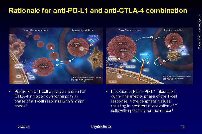 Только для совета экспертов Rationale for anti-PD-L 1 and anti-CTLA-4 combination • Promotion of