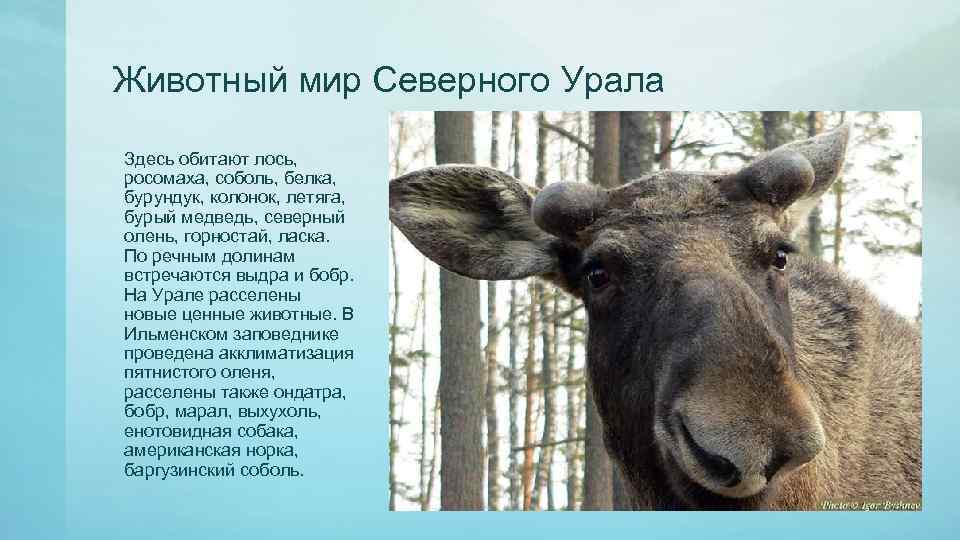 Животный мир Северного Урала Здесь обитают лось, росомаха, соболь, белка, бурундук, колонок, летяга, бурый