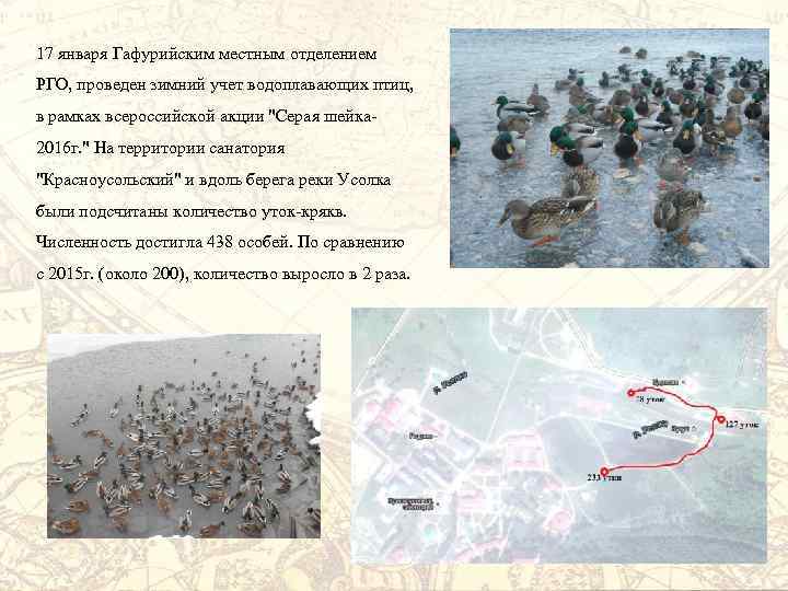 17 января Гафурийским местным отделением РГО, проведен зимний учет водоплавающих птиц, в рамках всероссийской